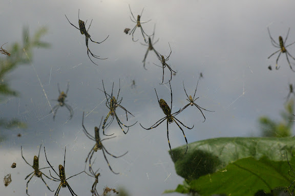 Colonie d'araignées dans le village de Shaxi (Yunnan), 11 août 2010. Photo : J.-M. Gayman