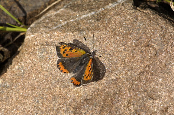 Lycaena phlaeas LINNAEUS, 1761. Alabel Pass, 3300 m (Kyrgyzistan), 28 juin 2006. Photo : B. Lalanne-Cassou