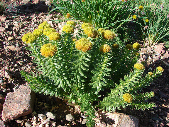 Rhodiola (Crassulacae) sp., plante nourricière des Parnassius du groupe apollo (tianschanicus, actius, jacquemontii). Alabel Pass, 3300 m (Kyrgyzistan), 28 juin 2006. Photo : E. Zinszner