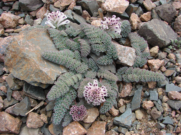 Cysticorydalis fedtschenkoana : plante nourricière de P. patricius, P. maximinus, P. staudingeri, etc. Alabel Pass, 3300 m (Kyrgyzistan), 28 juin 2006. Photo : E. Zinszner