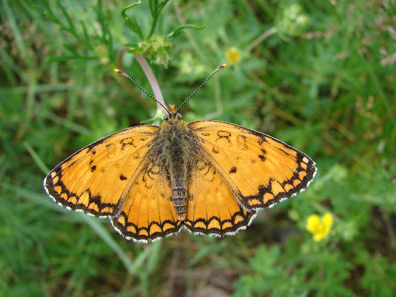Melitaea sibina ALPHÉRAKY, 1881 (1900 m). Kekemeren, 1er juillet 2006. Photo : E. Zinszner