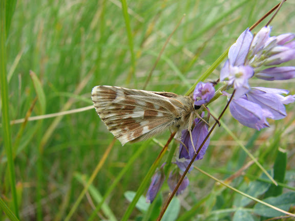 Pyrgus alpinus alpinus ERSCHOFF, 1874 (1900). Kekemeren, 1er juillet 2006. Photo : E. Zinszner