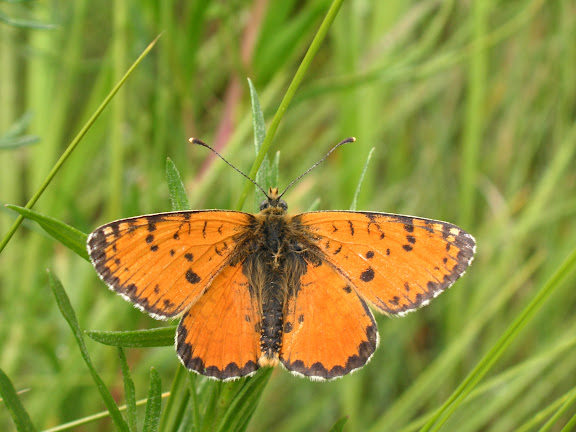 Melitaea ala ala STAUDINGER, 1881 (1900 m). Kekemeren (Suusamyr Alatau), 1er juillet 2006. Photo : J. Michel