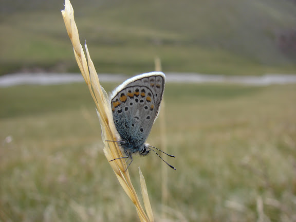 Polyommatus eros vasilyi TSHIKOLOVETS, 1995. Kara Say (3550 m), Mts Mts Borkoldoy (Koksaal Alatau), Kirghizstan, 12 juillet 2006. Photo : E. Zinszner