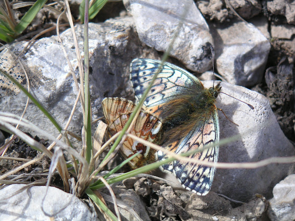 Accouplement de Boloria sipora, au Sud de Kara Say, Mts Borkoldoy, Kirghizstan, 11 juillet 2006. Photo : F. Michel