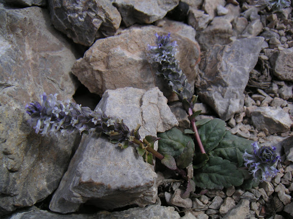 Lagotis sp., plante nourricière probable de Parnassius boedromius, vallon au SE de Kara Say, Mts Borkoldoy, Kirghizstan, 11 juillet 2006. Photo : F. Michel