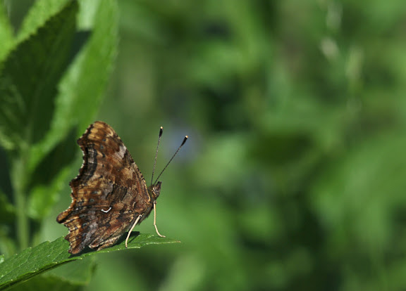 Polygonia c-album LINNAEUS, 1758. Envrions de Chemal, 5 juillet 2010. Photo : B. Lalanne-Cassou