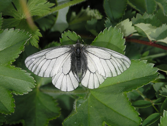 Parnassius stubbendorfii MÉNÉTRIÈS, 1849, mâle. Vallée de Kamdyt, piémont nord des Monts Katunskij, district d'Ust'-Koksa, Altaï, 3 juillet 2007. Photo : O. Kosterin