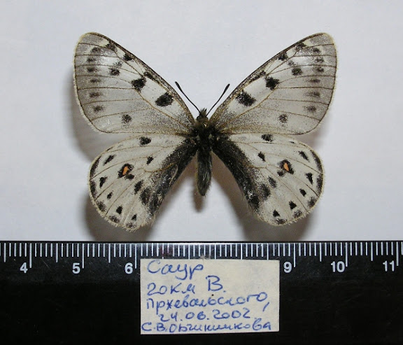 Parnassius (Tadumia) tenedius EVERSMANN, 1851. Chaîne du Tarbagatai-Saur, 20 km Est de Przhevalskoe (Kazakhstan), 24 juin 2002. Coll. et photo : Roman Yakovlev