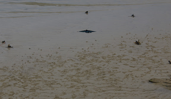 Trogonoptera trojana HONRATH, 1886, mâle, sur la plage de Port Barton, Palawan, 14 août 2005. Photo : J.-M. Gayman