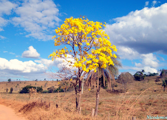 Ipê jaune. O ipê-amarelo-da-serra (Tabebuia alba) : uma árvore brasileira, nativa da Mata Atlântica. Pitangui (MG, Brésil), 15 août 2009. Photo : Nicodemos Rosa