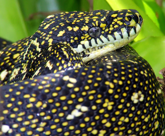 Le python diamantin du jardin à Mount Kuring-gai (NSW, Australie), 14 février 2007. Photo : Barbara Kedzierski