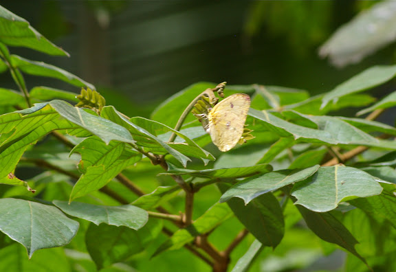 Phoebis sennae marcellina CRAMER, 1779. Pulso (Ubatuba, SP), 11 février 2011. Photo : J.-M. Gayman