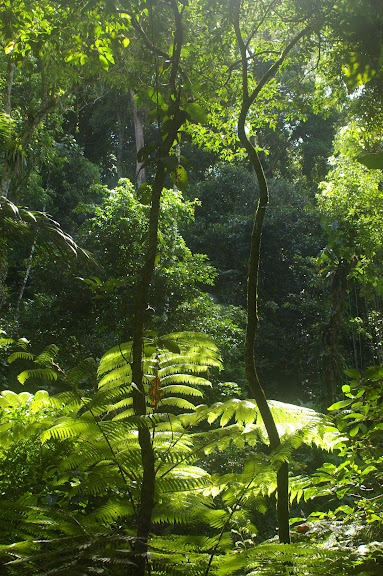 La forêt dans la Fazenda d'Arariba (Ubatuba, SP), 22 février 2011. Photo : J.-M. Gayman