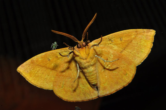 Anthelidae : Anthelinae : Anthela acuta WALKER, 1855, verso. Umina Beach (New South Wales, Australie), 24 mars 2011. Photo : Barbara Kedzierski