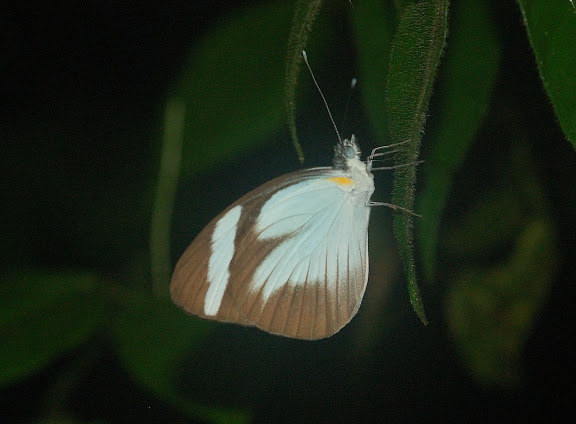 Pierinae : Itaballia demophile demophile L., 1776. Explorer's Inn, Tambopata (Madre de Dios, Pérou), 1er janvier 2011. Photo : Meena
