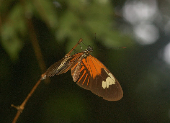 Heliconiini : Heliconius melpomene schunkei LAMAS, 1976. Explorer's Inn, Tambopata (Madre de Dios, Pérou), 1er janvier 2011. Photo : Meena