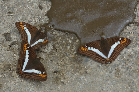 Limenitidinae : Adelpha alala HEWITSON, 1847. San Antonio, route de Satipo (Junin, Pérou), 6 janvier 2011. Photo : Meena