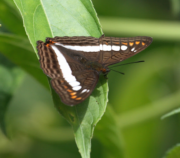 Limenitidinae : Adelpha alala HEWITSON, 1847. Route de Manu (Madre de Dios), Pantiacolla Lodge, 10 décembre 2008. Photo : Benoit Nabholz