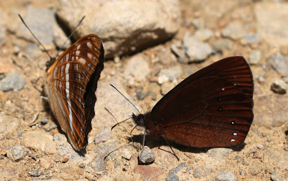 Satyrini : Pronophilina : Lymanopoda panacea HEWITSON, 1869, mâle (à droite). Limenitidinae : Adelpha alala HEWITSON, 1847. Route de Manu (Madre de Dios), Pantiacolla Lodge, 11 décembre 2008. Photo : Benoit Nabholz http://sangay.eu/ficha-principale.php?ref=483?=fr