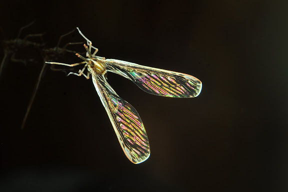 Derbidae (Hemiptera, Auchenorrhyncha) : Zoraida sp. Umina Beach (New South Wales, Australie), 31 mars 2011. Photo : Barbara Kedzierski