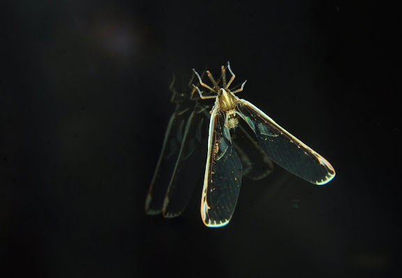 Derbidae (Hemiptera, Auchenorrhyncha) : Zoraida sp. Umina Beach (New South Wales, Australie), 31 mars 2011. Photo : Barbara Kedzierski