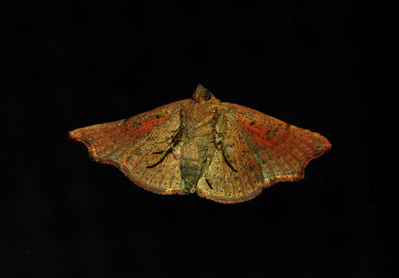 Noctuidae : Acontiinae : Sophta concavata WALKER, [1863], verso. Umina Beach (NSW, Australie), 26 avril 2011. Photo : Barbara Kedzierski
