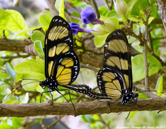 Lépidoptères de Pitangui au Minas Gerais - Couple de Methona confusa BUTLER, 1873. Pitangui (MG, Brésil), 28 avril 2011. Photo : Nicodemos Rosa