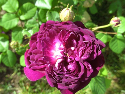 Cardinal de Richelieu