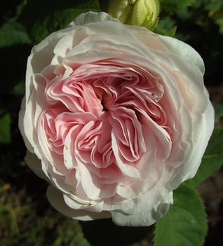 Félicité Parmentier