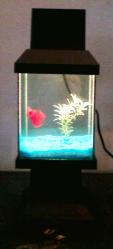 Peixe Betta