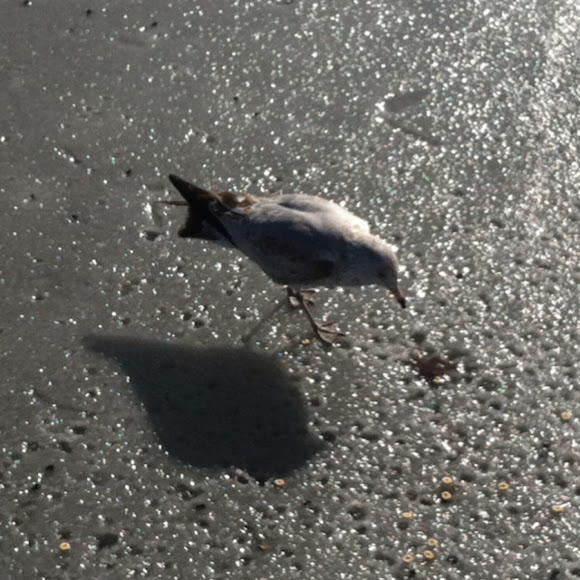 Spotting Image 1