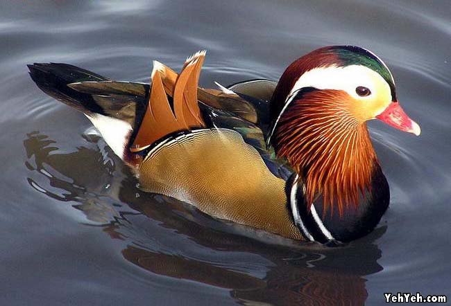 รูปภาพ นกสวยงาม Bird ติดอันดับโลก