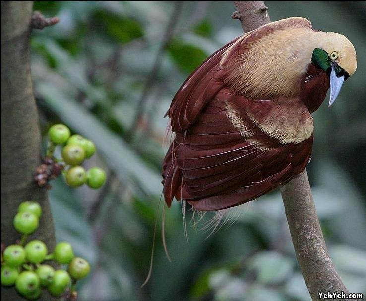 รูปภาพ นกสวยงาม Bird ติดอันดับโลก