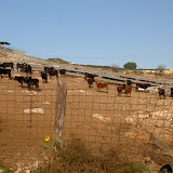 PICT8316.JPG