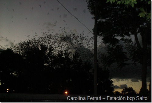 Carolina Ferrari – Estación bcp Salto