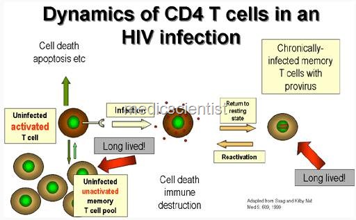 [The virus remains latent in CD4 cellshy[2].jpg]