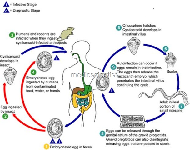 [HYMENOLEPIASIS NANA u[2].jpg]