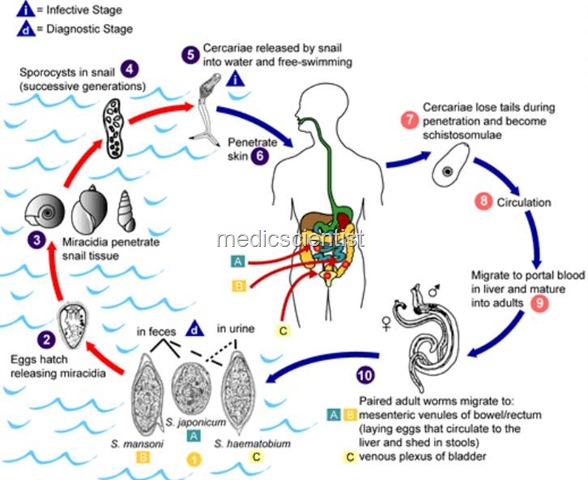 [chistosomiasis yg[2].jpg]