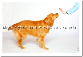 Mostre o petisco acima do focinho até o cão sentar!