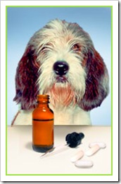 florais para cães florais para cães