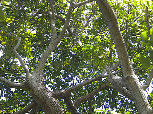 Isla Fuerte is 11 miles off the coast of Colombia, but there are sloths on this island.