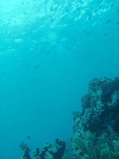 Pretty typical view of hundreds of fish swimming overhead.