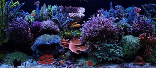 july132009tankpic2.jpg