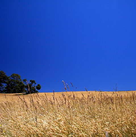 [Cornskyfield4.jpg]