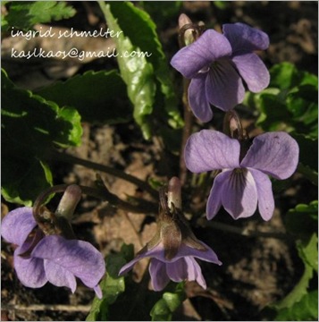 10041502violets