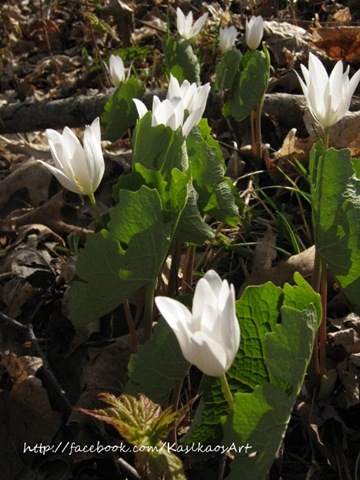 [10042202bloodroot[10].jpg]