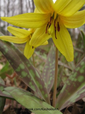 [10043002troutlily1[4].jpg]