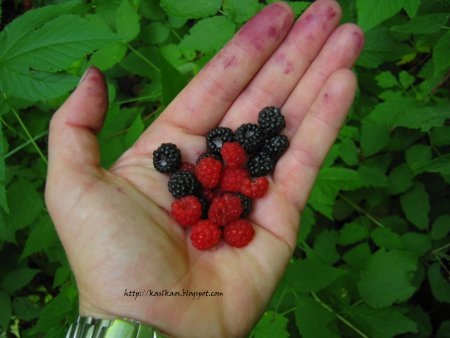 [10072001raspberries[4].jpg]