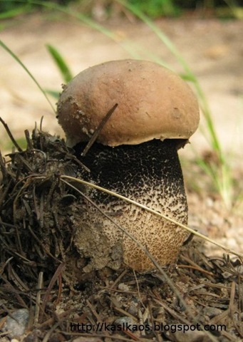[10080602mushroom[3].jpg]